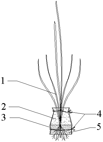 Planting method of submerged plants