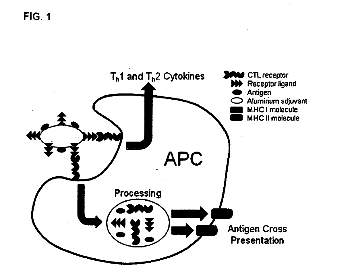 Adjuvant System for Vaccine Administration