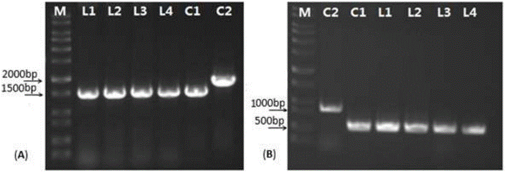 Genetic engineering strain for producing DHHA (2,3-dihydro-3-hydroxyanthranilic acid) and application thereof