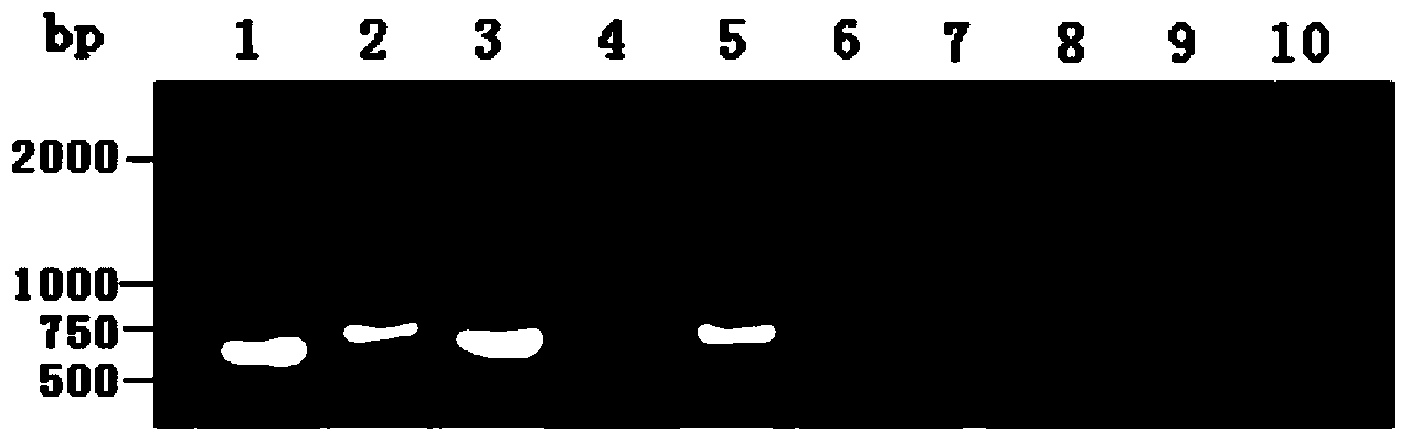 Electrotransformation method of isolated chloroplast of cucumis stativum