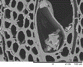 A fungus of the genus Congcha and its application in the preparation of fungi-grained wood