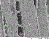 A fungus of the genus Congcha and its application in the preparation of fungi-grained wood