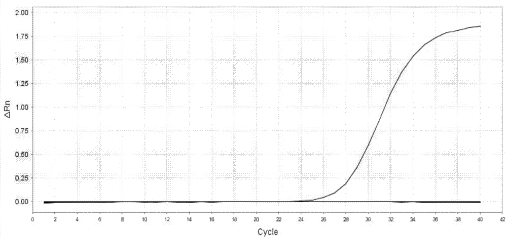 Triple fluorescent RT-PCR (Reverse Transcription-Polymerase Chain Reaction) detection reagent for African swine fever viruses, swine fever viruses and respiratory syndrome viruses and preparation method and application thereof