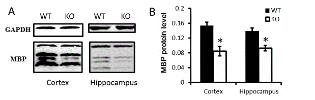 New application of dcf1 gene