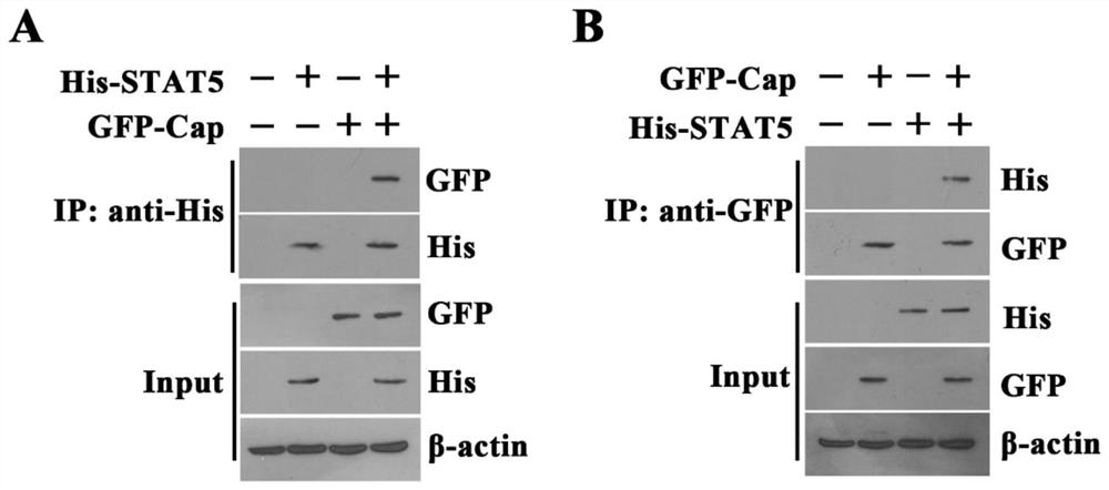 PCV2 strain with GAS-like motif mutation as well as preparation method and application of PCV2 strain