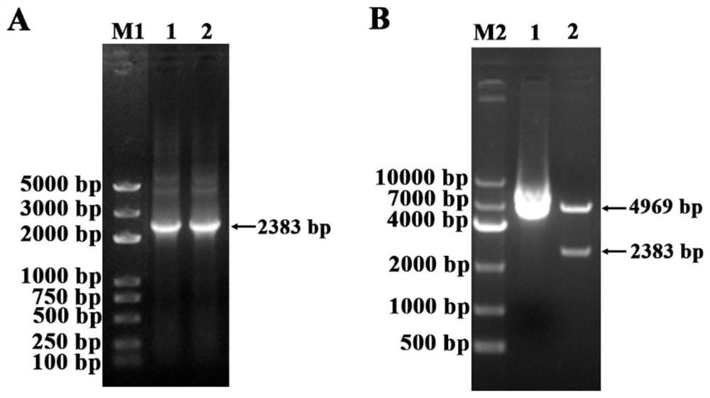 PCV2 strain with GAS-like motif mutation as well as preparation method and application of PCV2 strain