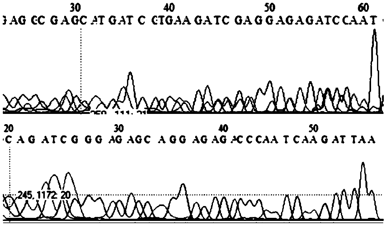 Molecular marker detection method based on next-generation sequencing technology