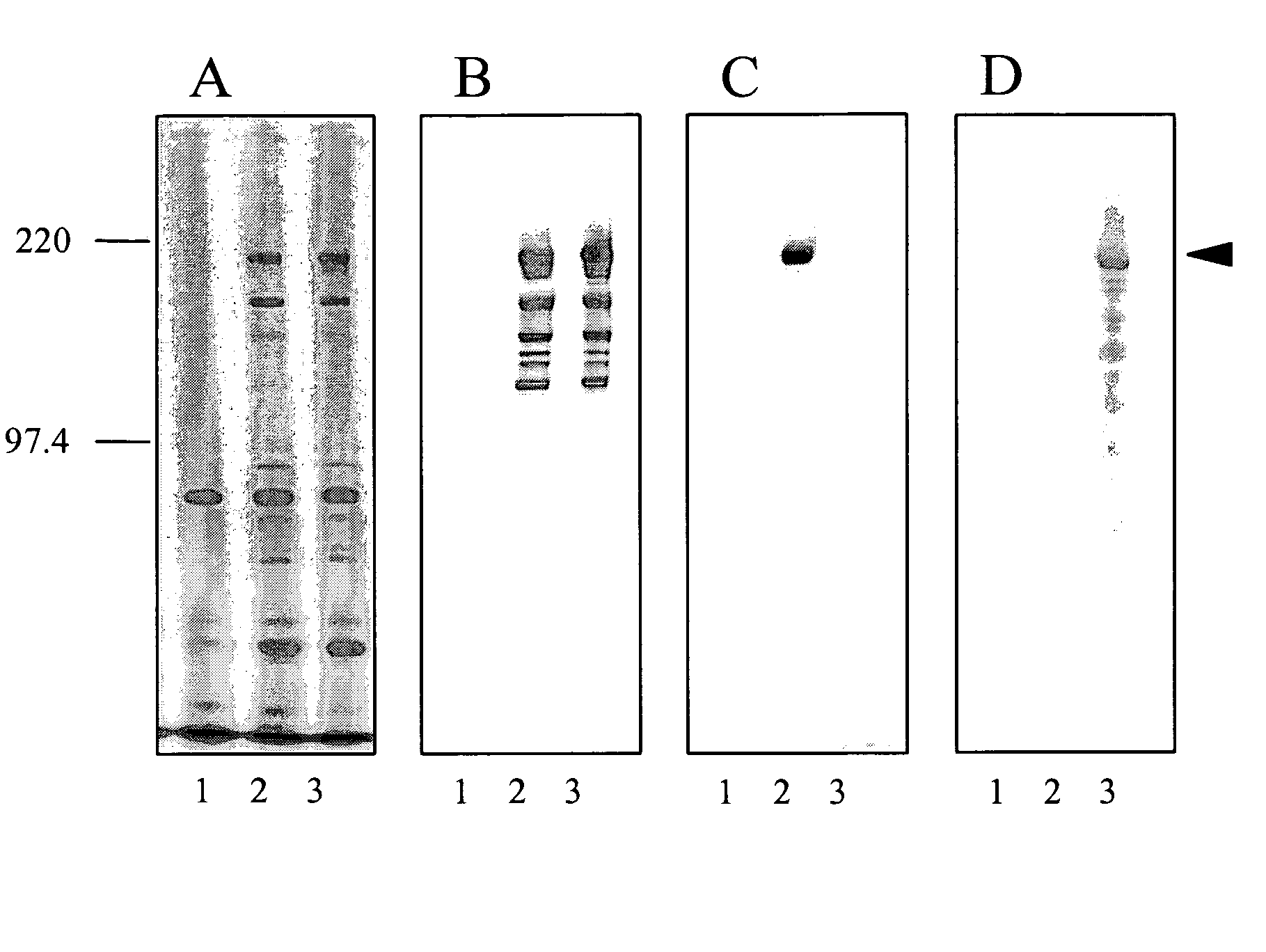 Lactic acid bacteria as agents for treating and preventing allergy