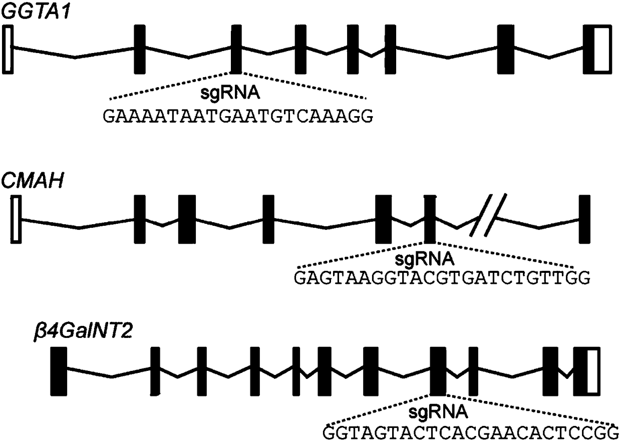 Application of CRISPR/Cas9 carrier combination in preparation of blood product of gene knockout pig