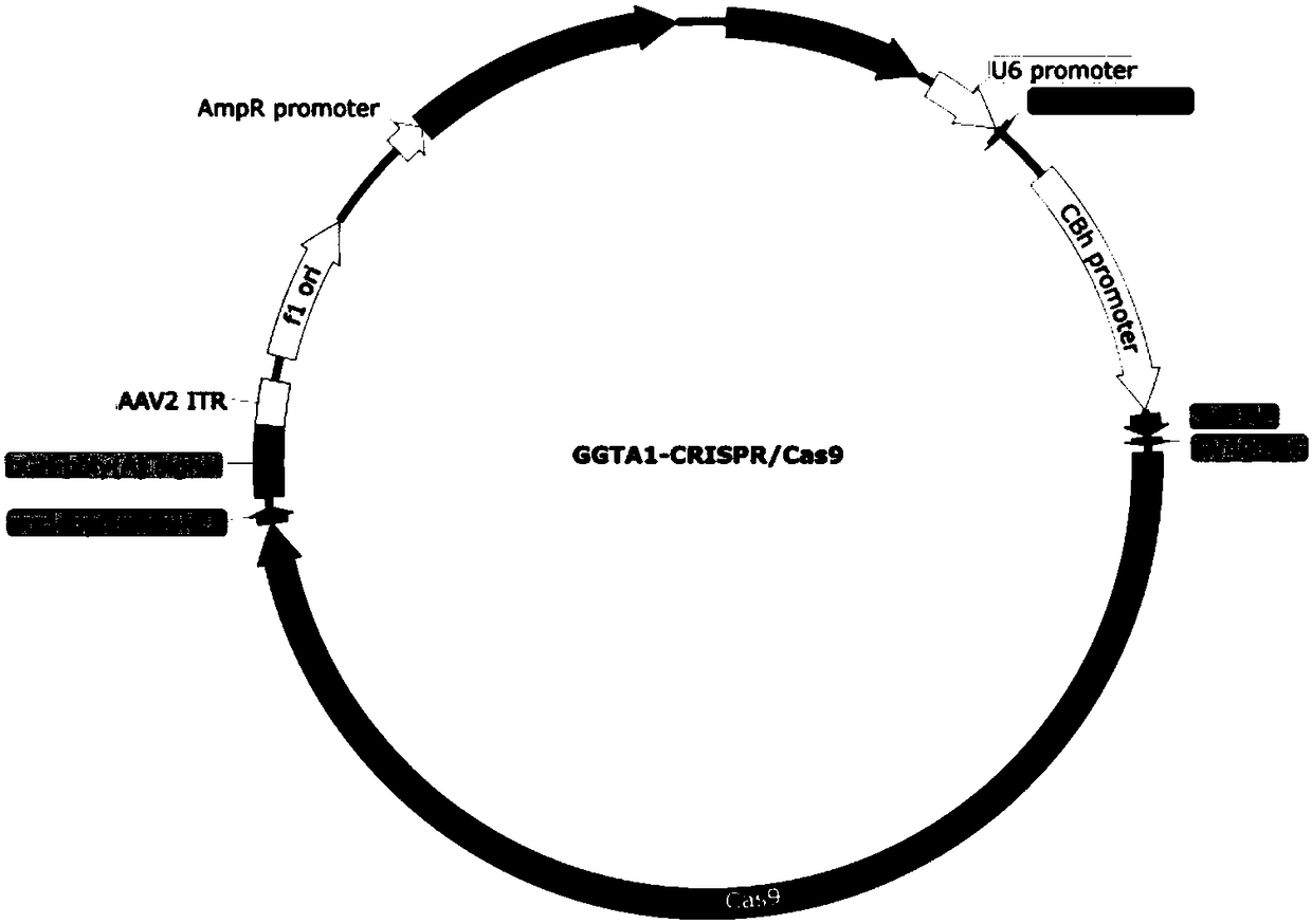 Application of CRISPR/Cas9 carrier combination in preparation of blood product of gene knockout pig