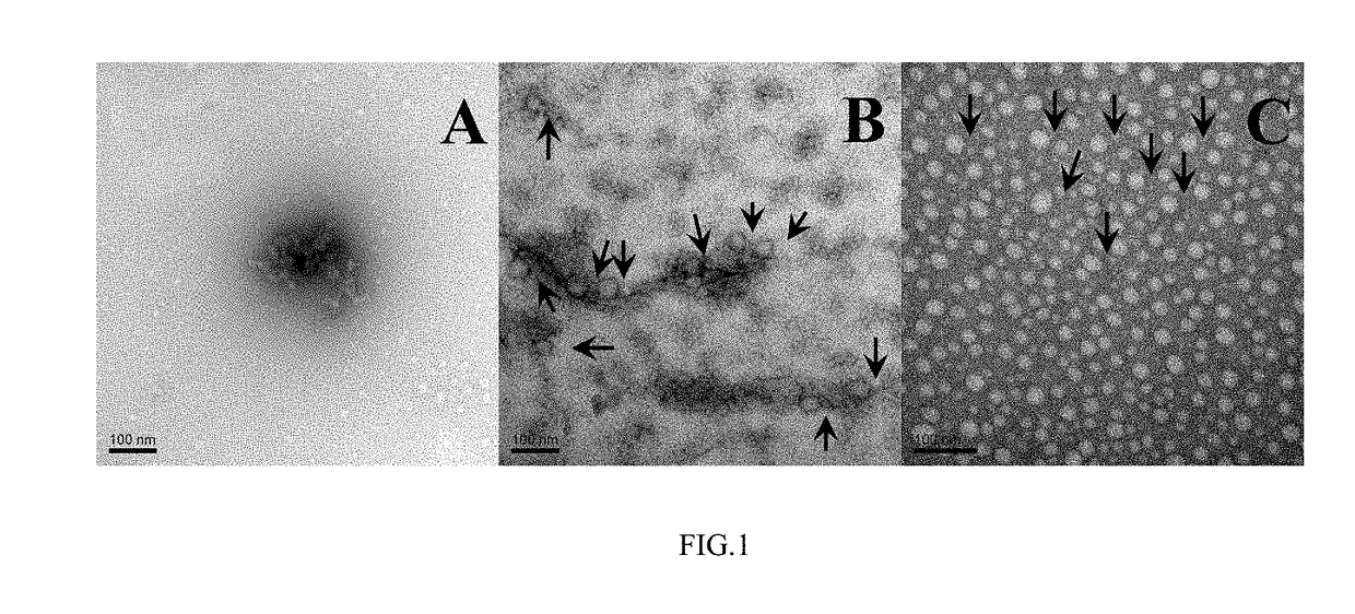 Human alpha-defensin 5 variant and uses thereof