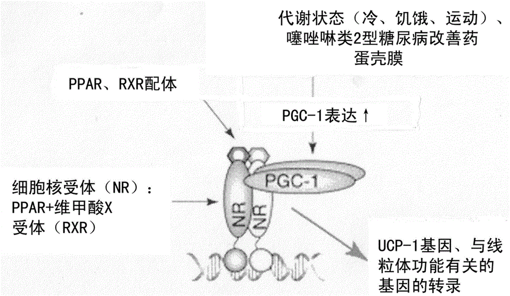 Insulin-sensitiizing Agents Containing Egg Shell Membrane Ingredient And Composition Using The Same