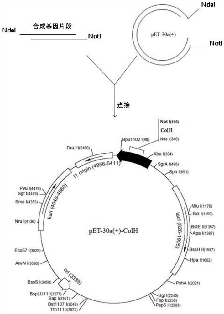 Recombinant histolytic clostridium type II collagenase, preparation method and application thereof