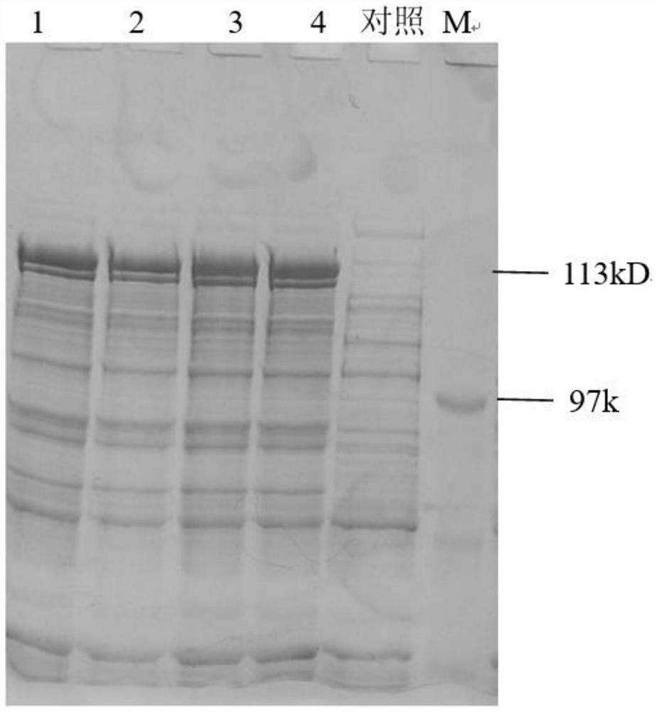 Recombinant histolytic clostridium type II collagenase, preparation method and application thereof