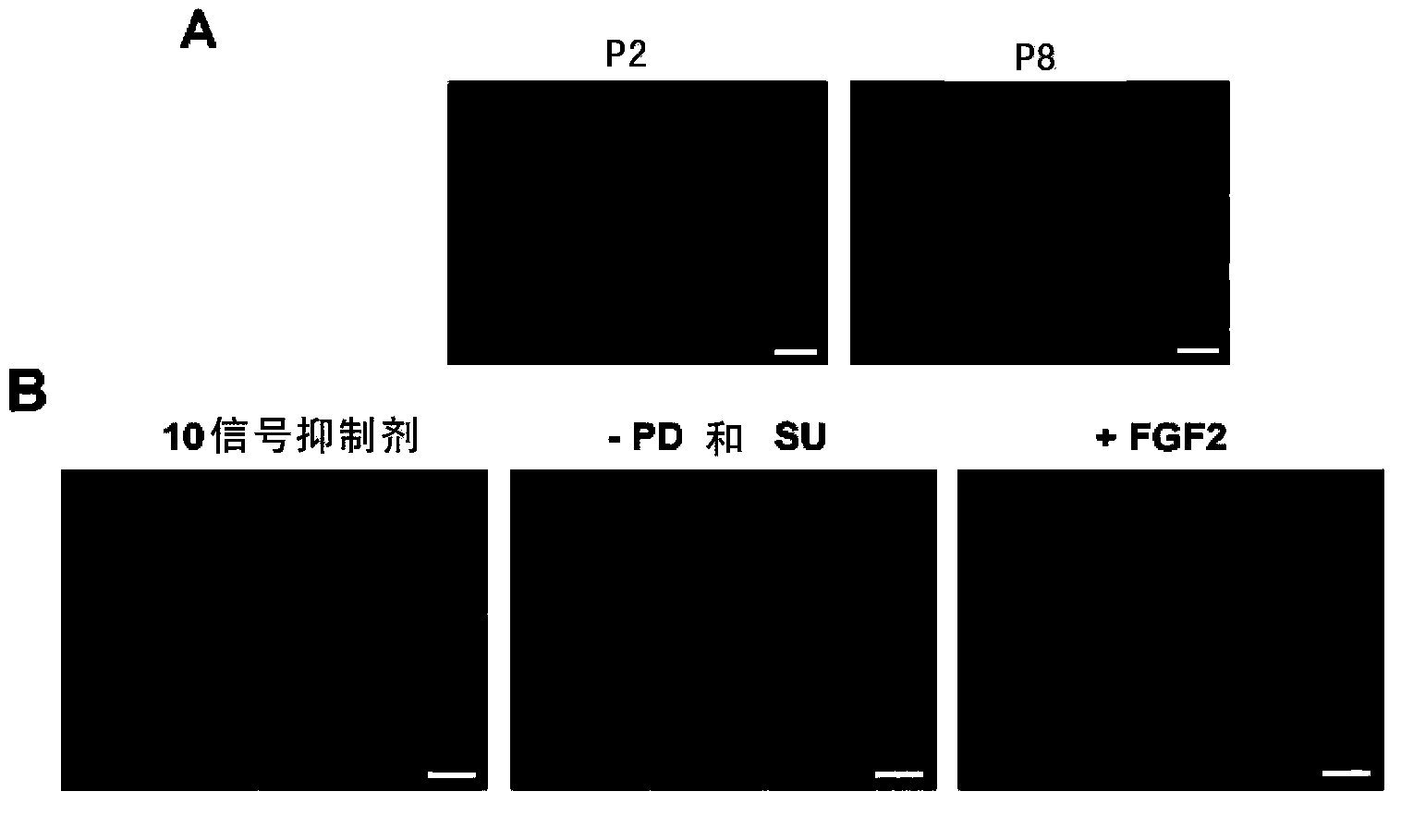 Methods for preparing pleuripotent cardiovascular progenitor cells and maintaining cardiovascular differentiation capacity