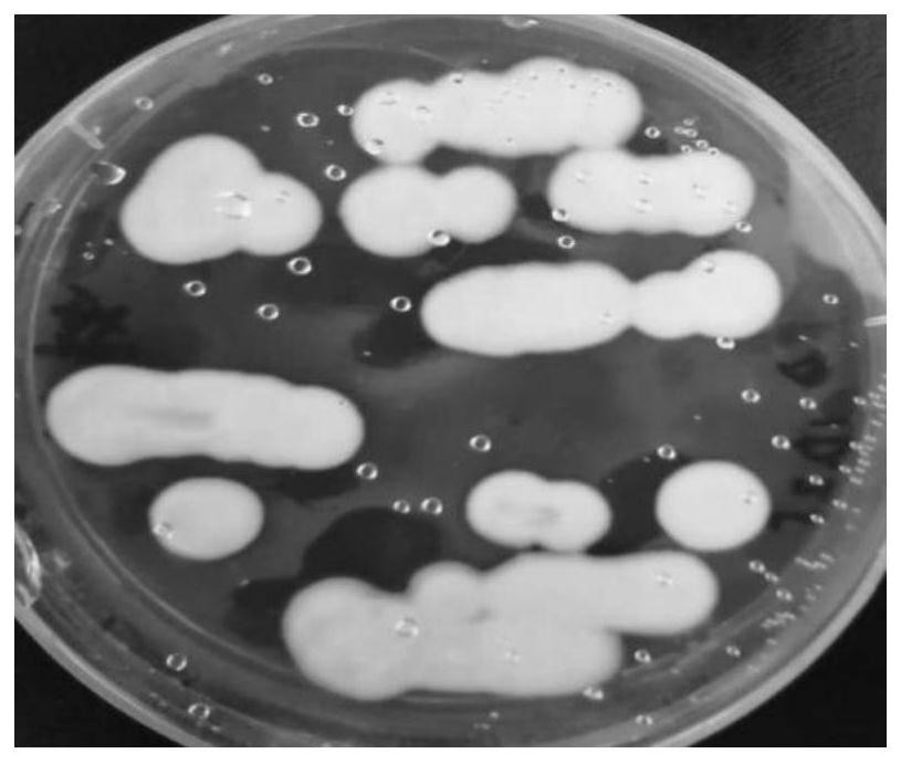 A Lecanococcus spp. capable of inhibiting Fusarium pathogenic bacteria and its application