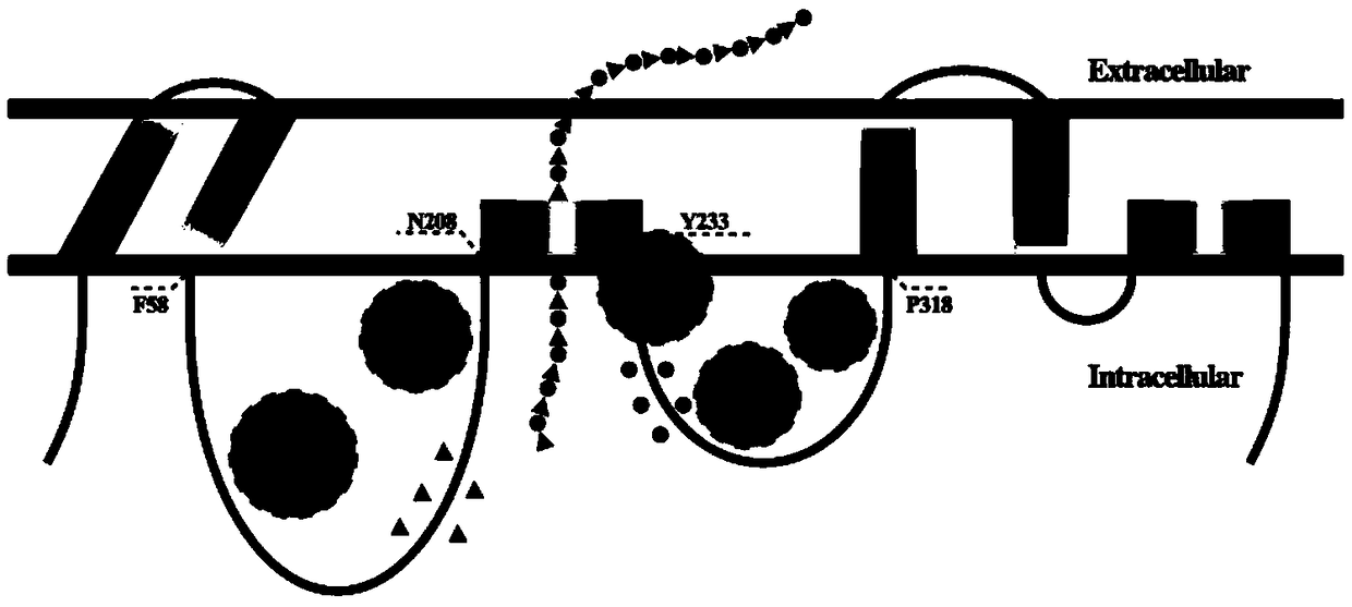 A mutant of hyaluronan synthase and its application