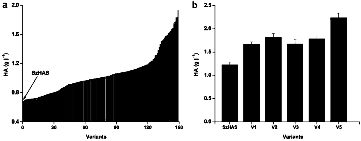 A mutant of hyaluronan synthase and its application