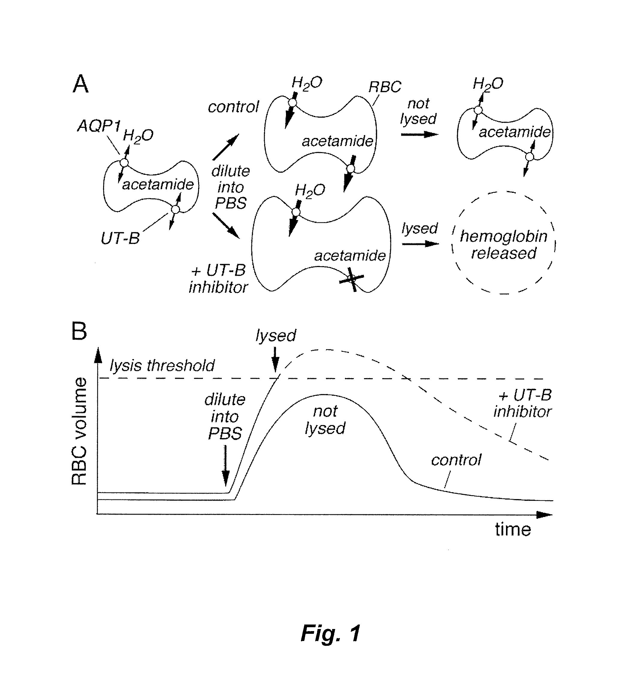 Phenylsulfoxyoxazole compound inhibitors of urea transporters