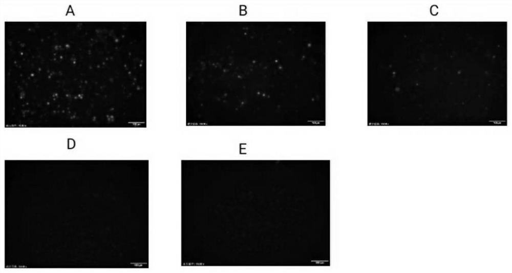 Application of Small Molecular Compounds in the Preparation of Antiviral Drugs for Silkworm