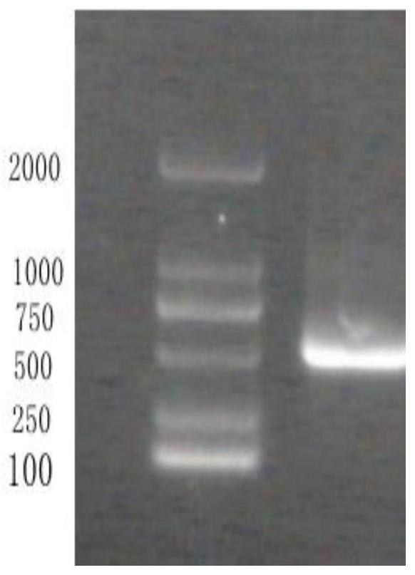 Cloning expression and polyclonal antibody preparation of black-headed gull IFN alpha protein