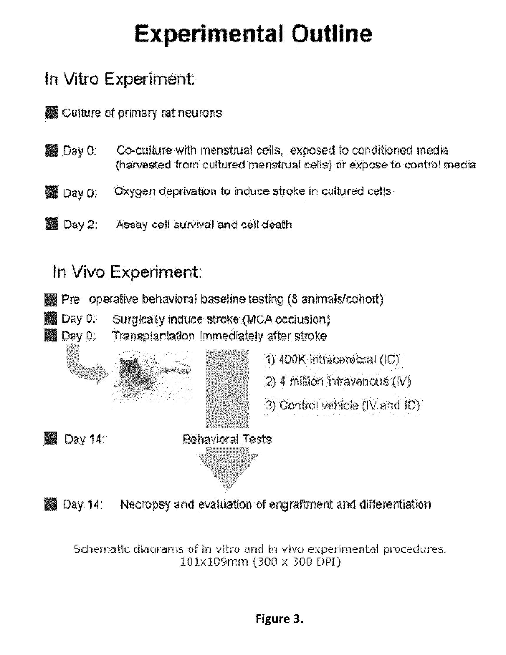 Methods of treating stroke using stem cell-like menstrual blood cells