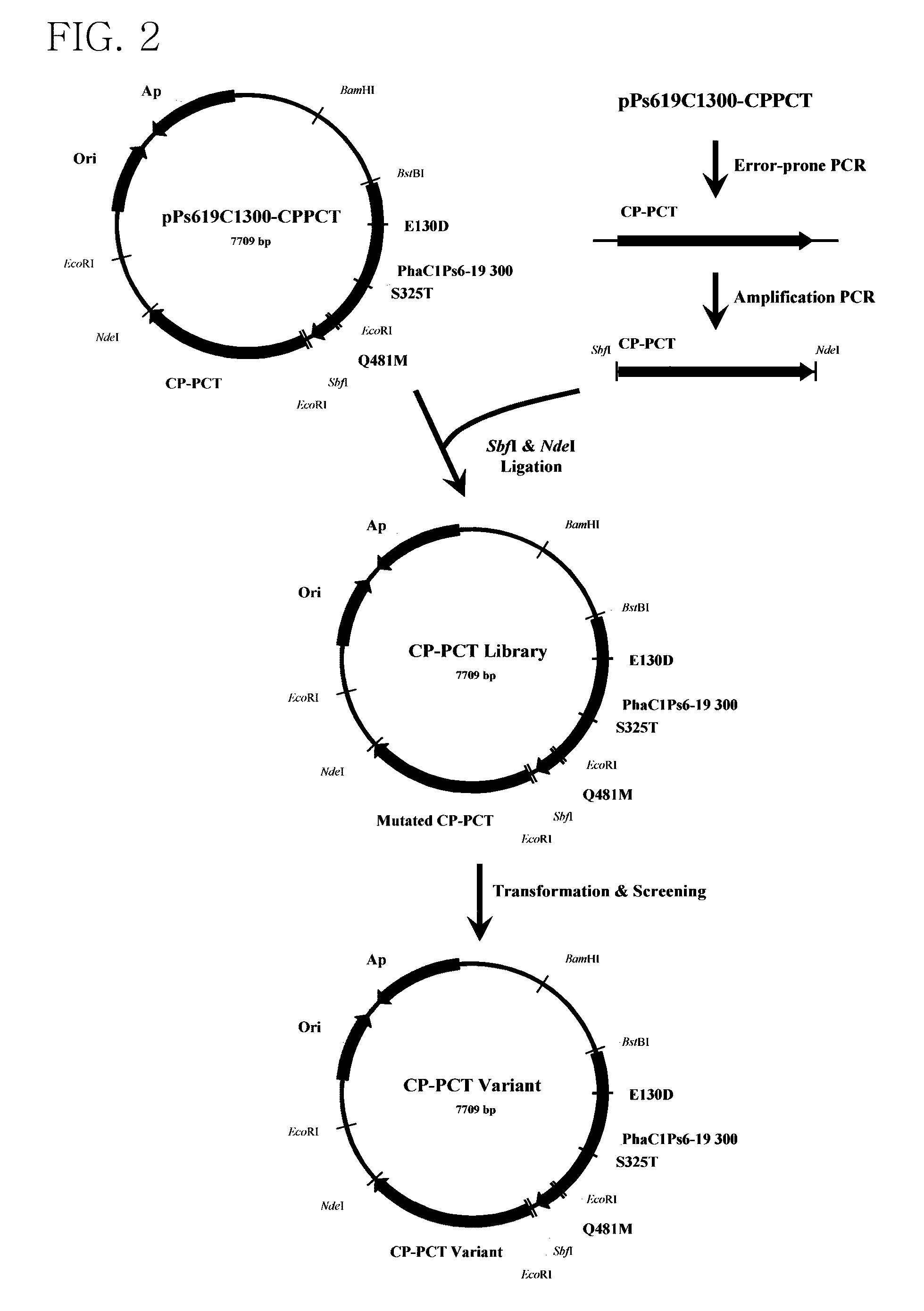 Mutant of propionyl-coa transferase from clostridium propionicum and preparing method for pla or pla copolymer using the same