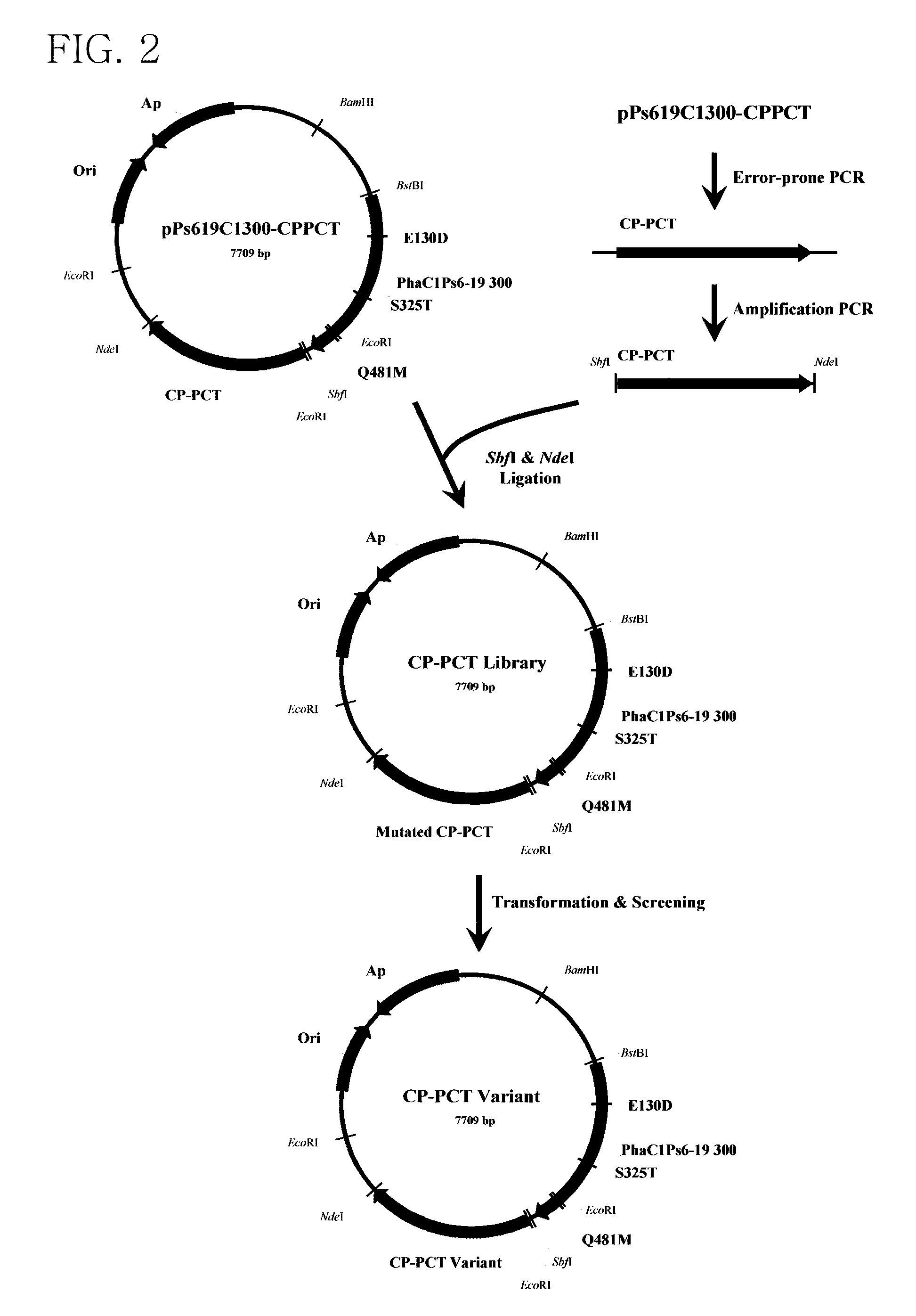 Mutant of propionyl-coa transferase from clostridium propionicum and preparing method for pla or pla copolymer using the same