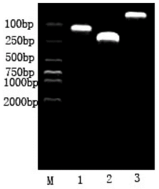 Carp spring viremia virus detection kit based on pyrosequencing