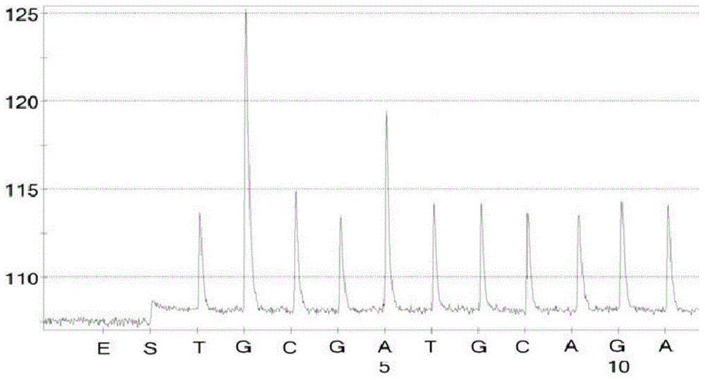 Carp spring viremia virus detection kit based on pyrosequencing