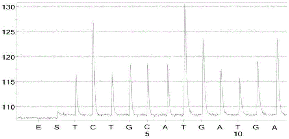 Carp spring viremia virus detection kit based on pyrosequencing