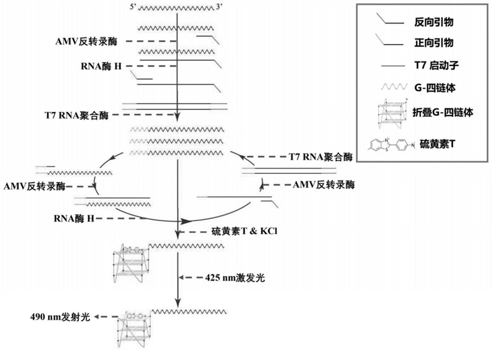 Classical swine fever virus detection method based on G4-ThT biosensor and NASBA and kit thereof