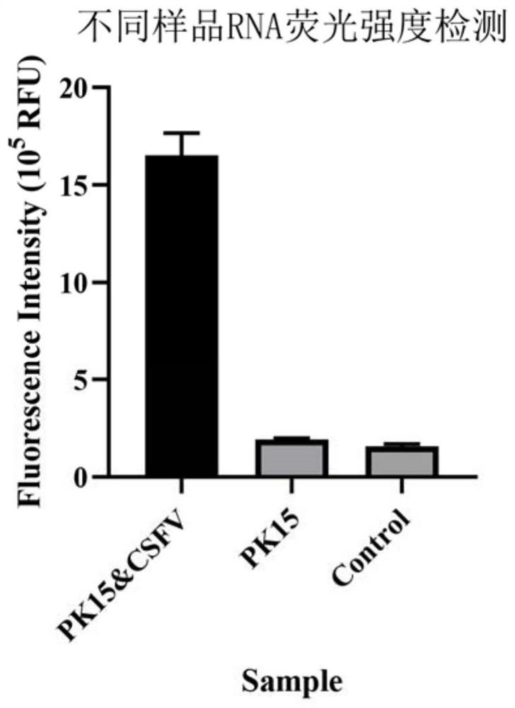 Classical swine fever virus detection method based on G4-ThT biosensor and NASBA and kit thereof