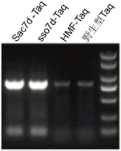 Fusion TaqDNA polymerase and application thereof