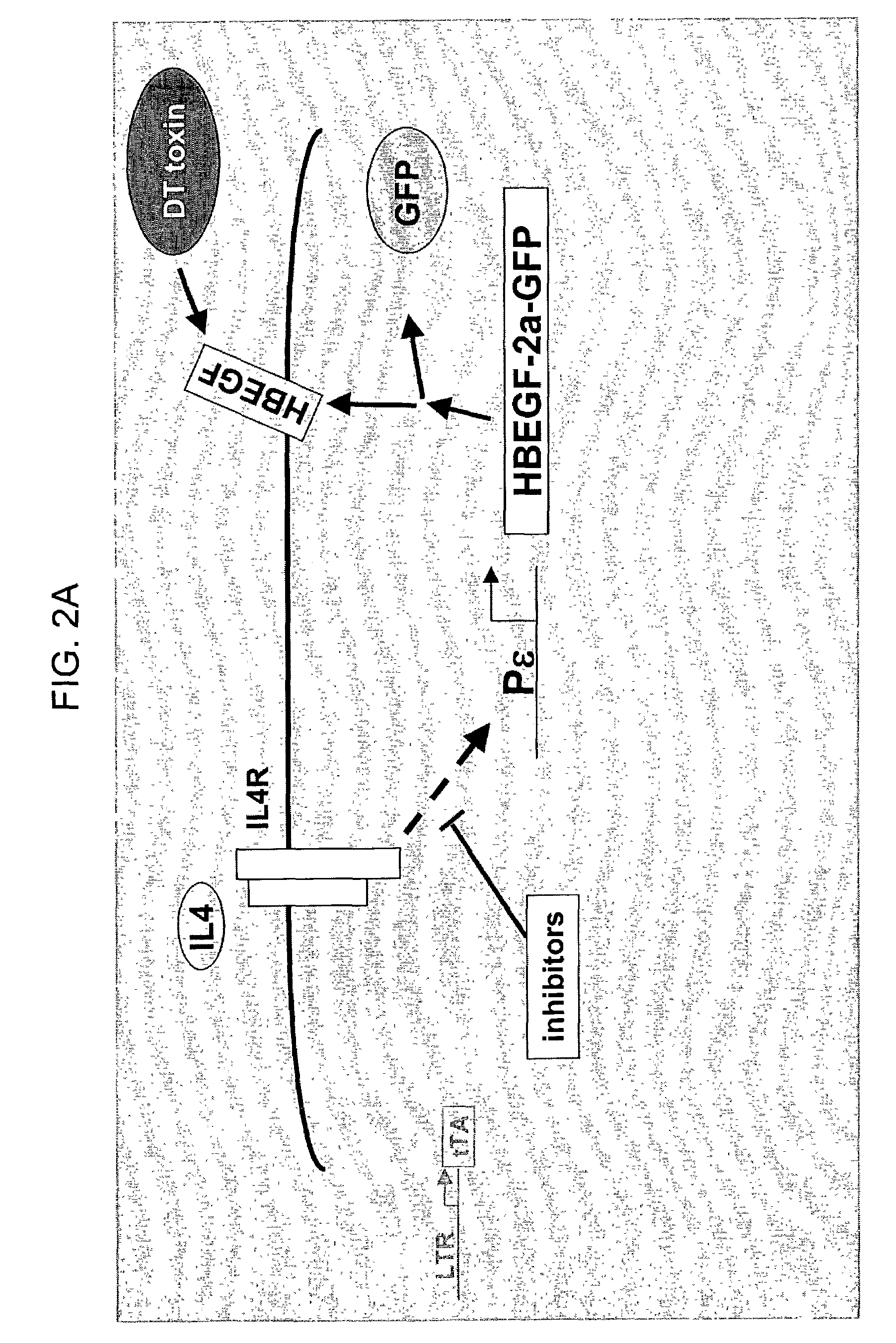 Compounds that modulate processes associated with IgE production