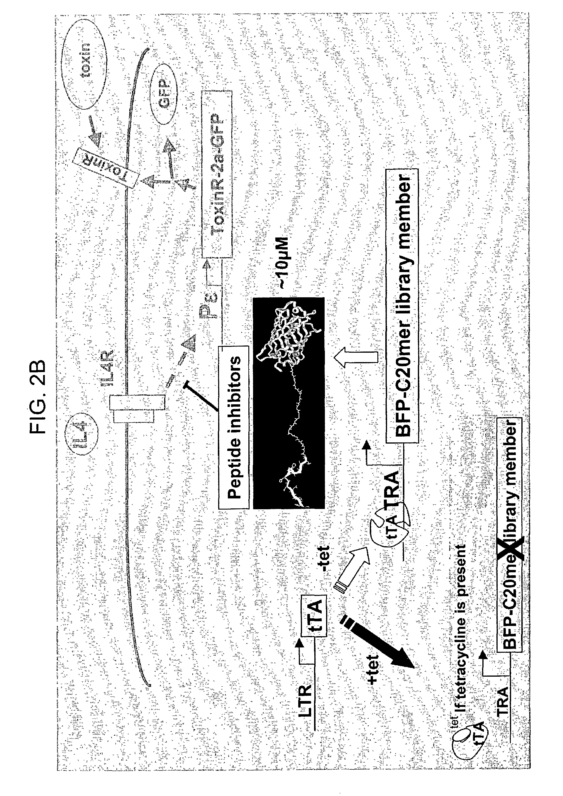 Compounds that modulate processes associated with IgE production