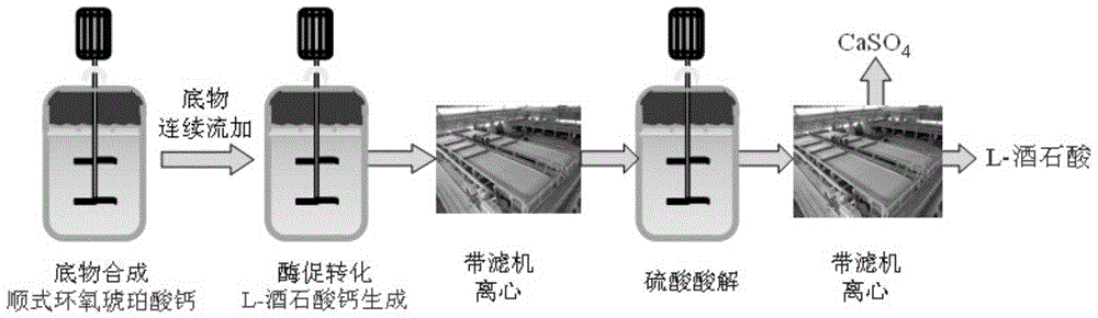 Method for synthesizing calcium epoxy succinate suspension and method for producing L-(+)-tartaric acid