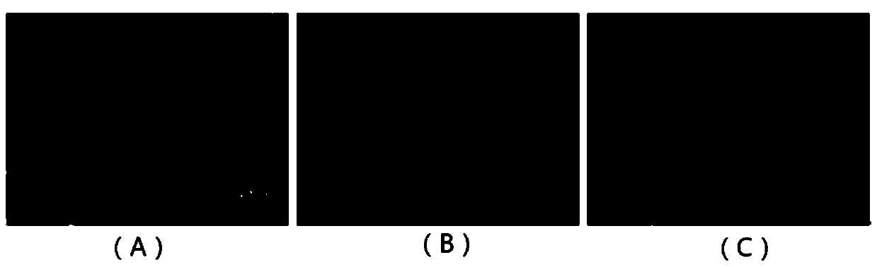 Human Ewing's sarcoma cell line