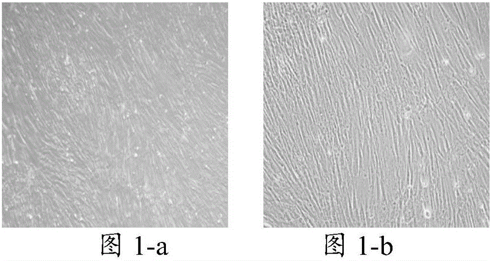 Cell culture fluid, application thereof and method for inducing bone cell differentiation of skeletal muscle stem cells