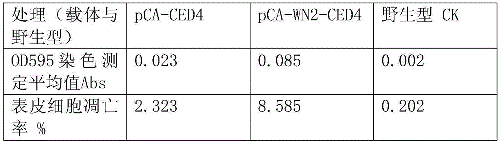 A nematode apoptosis regulation gene ced-4 inducible promoter, rice expression vector and preparation method thereof