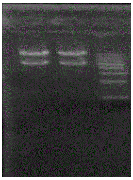 A nematode apoptosis regulation gene ced-4 inducible promoter, rice expression vector and preparation method thereof