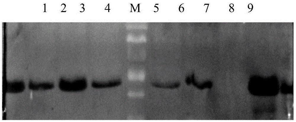 A nematode apoptosis regulation gene ced-4 inducible promoter, rice expression vector and preparation method thereof