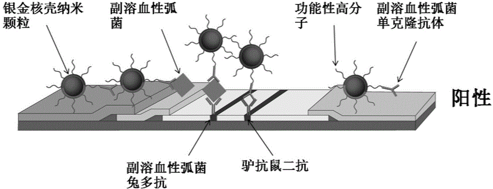 Seafood product detection kit, preparation method and applications thereof