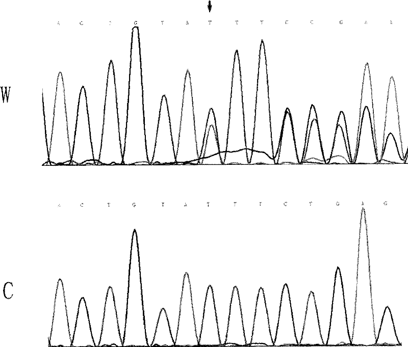 Gene diagnosis reagent kit for detecting adults progeria syndrome