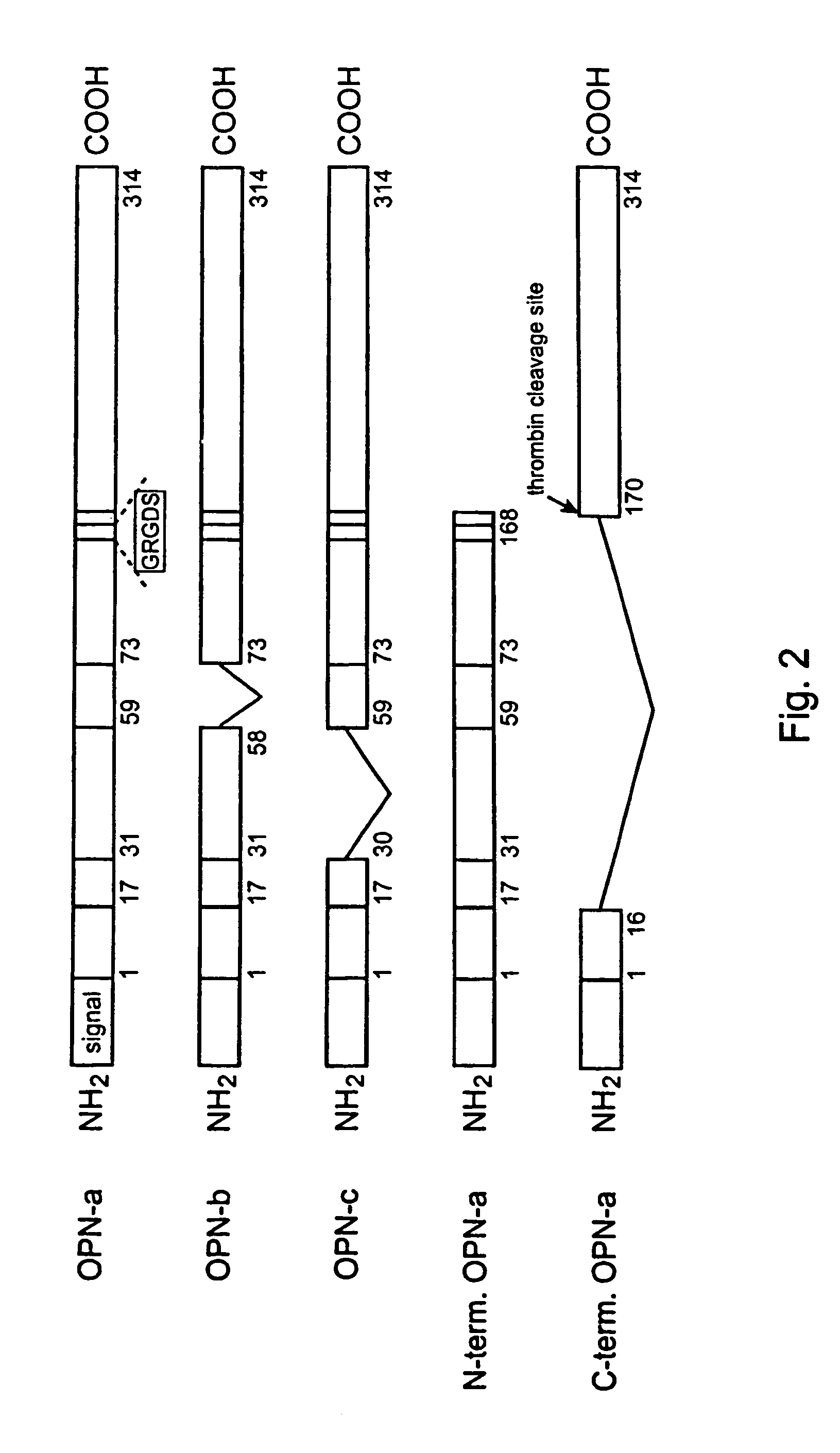 Use of osteopontin for the treatment and/or prevention of neurologic diseases