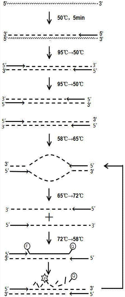 Kit for rapidly detecting nucleic acid of hepatitis C virus and detection method of kit