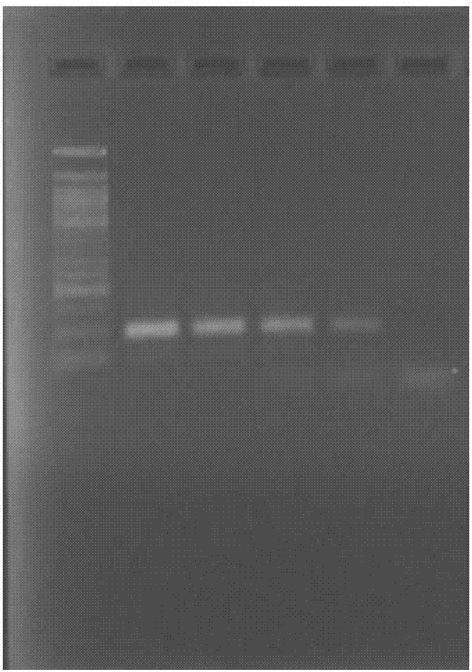 Kit for rapidly detecting nucleic acid of hepatitis C virus and detection method of kit