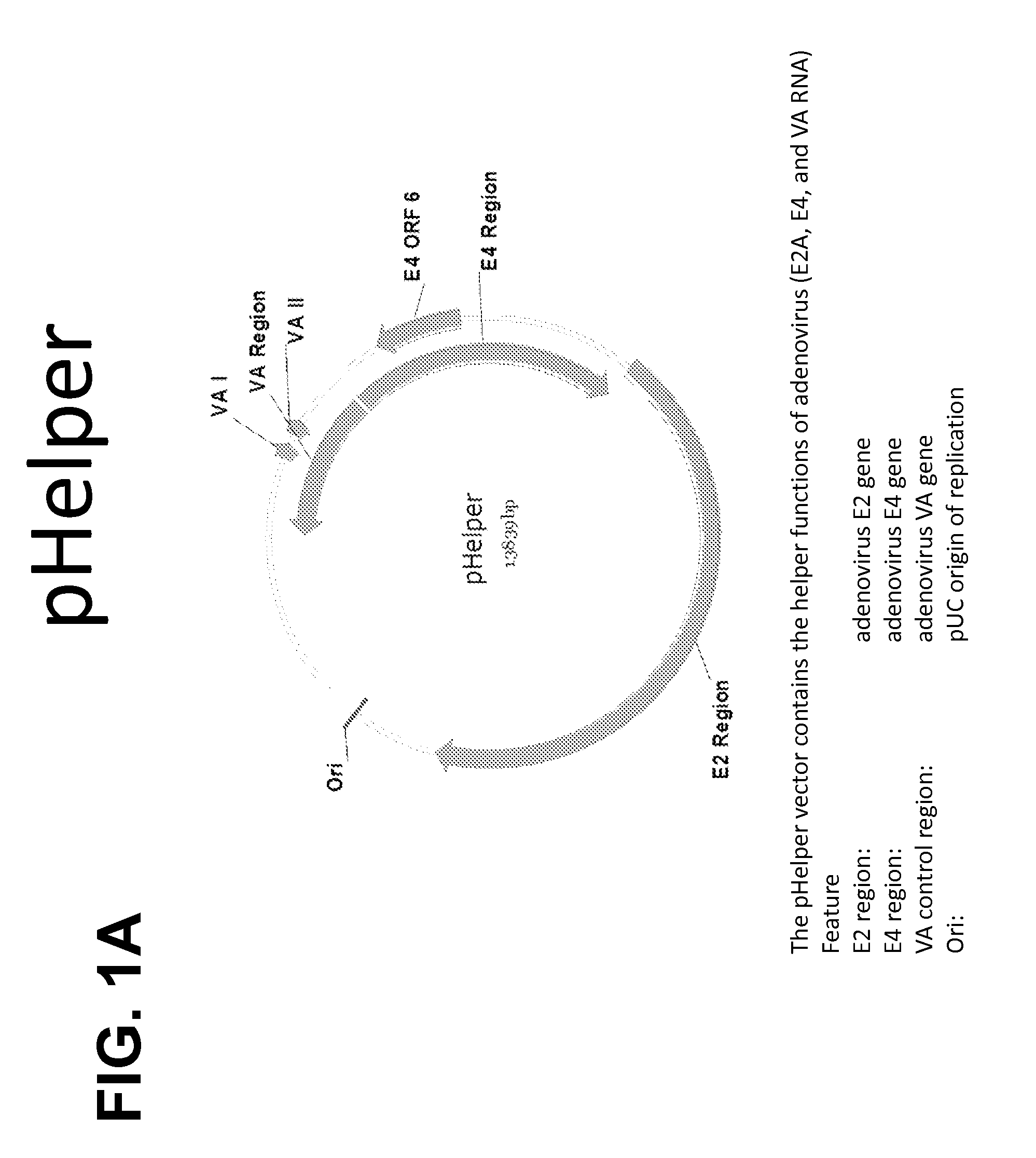 High Titer Recombinant AAV Vector Production in Adherent and Suspension Cells