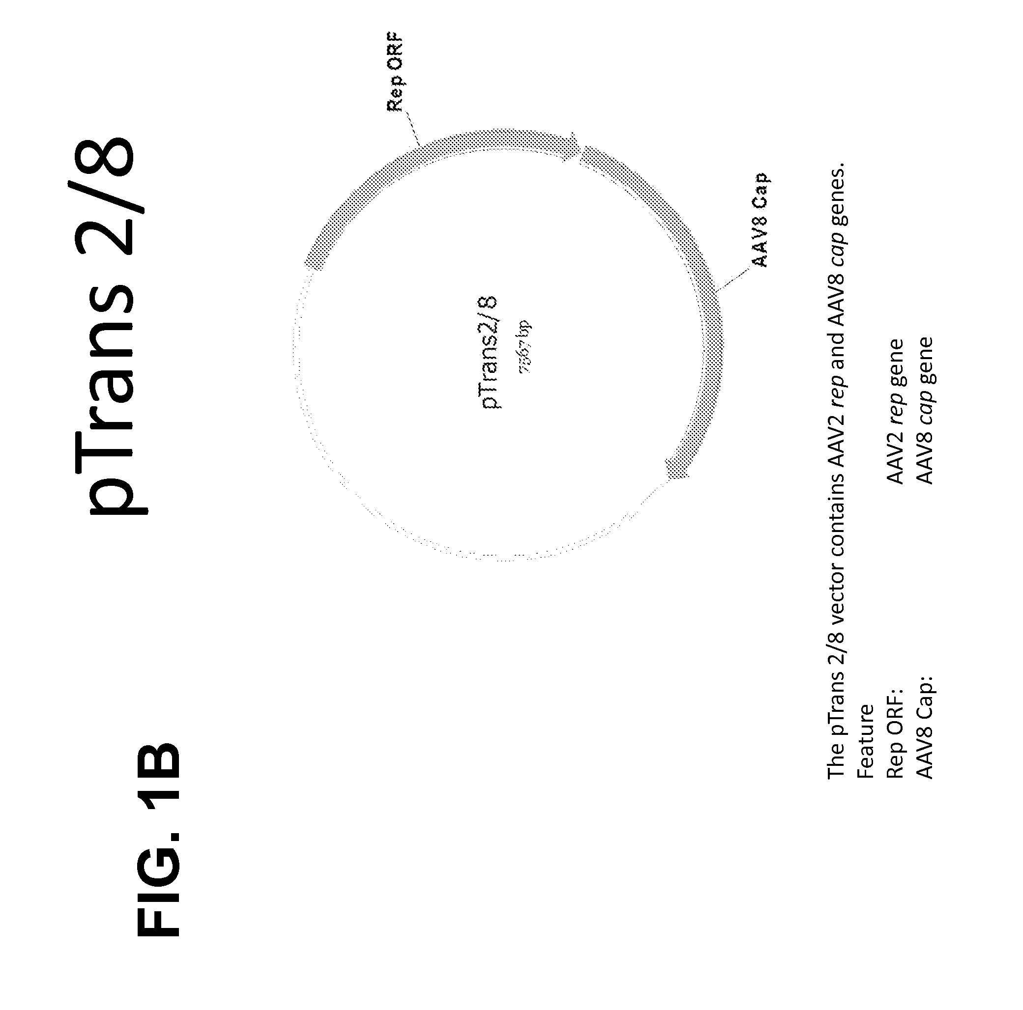 High Titer Recombinant AAV Vector Production in Adherent and Suspension Cells