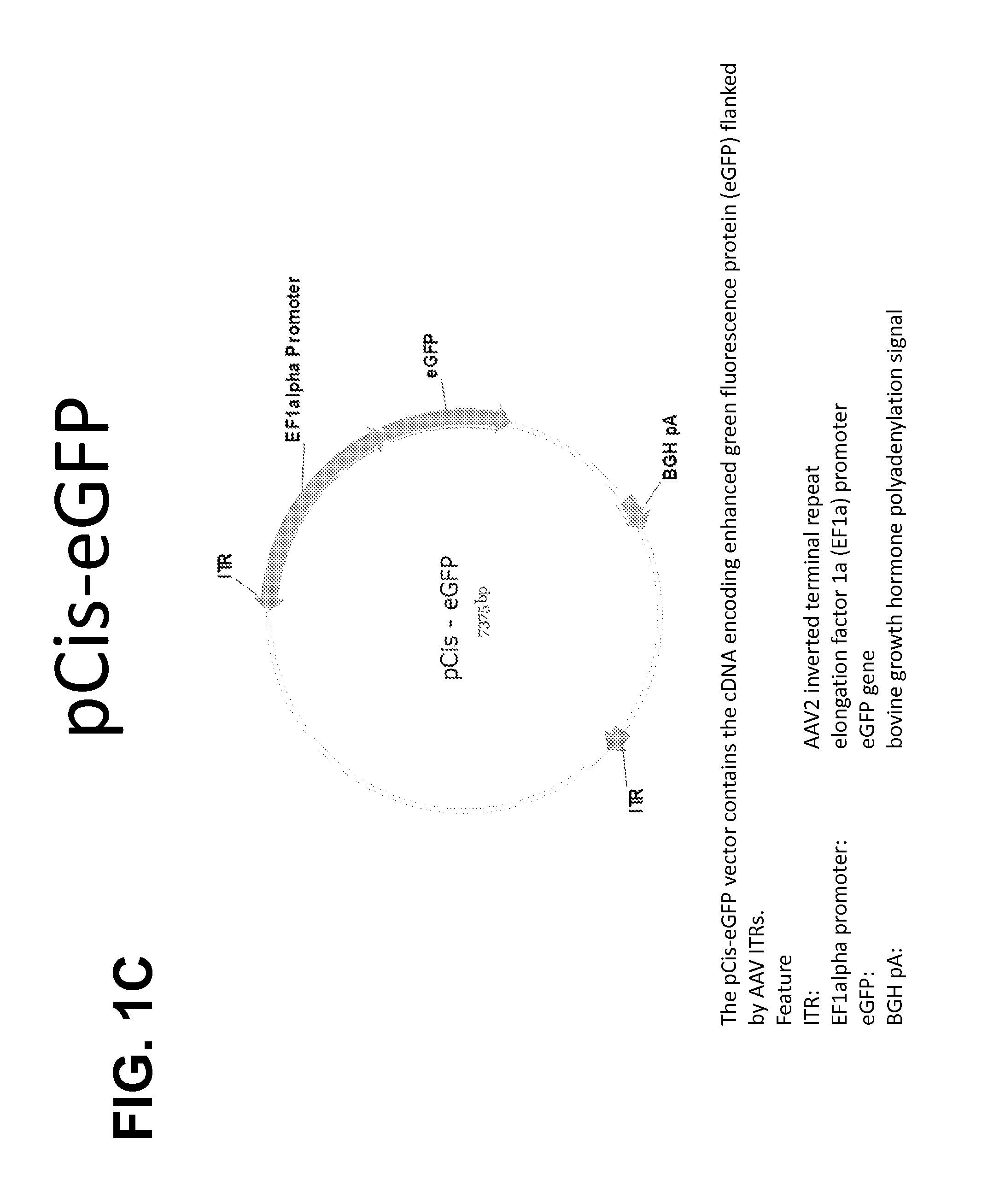 High Titer Recombinant AAV Vector Production in Adherent and Suspension Cells